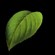 Low Light Leaf Tools